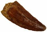 Serrated, Raptor Tooth - Real Dinosaur Tooth #295991-1